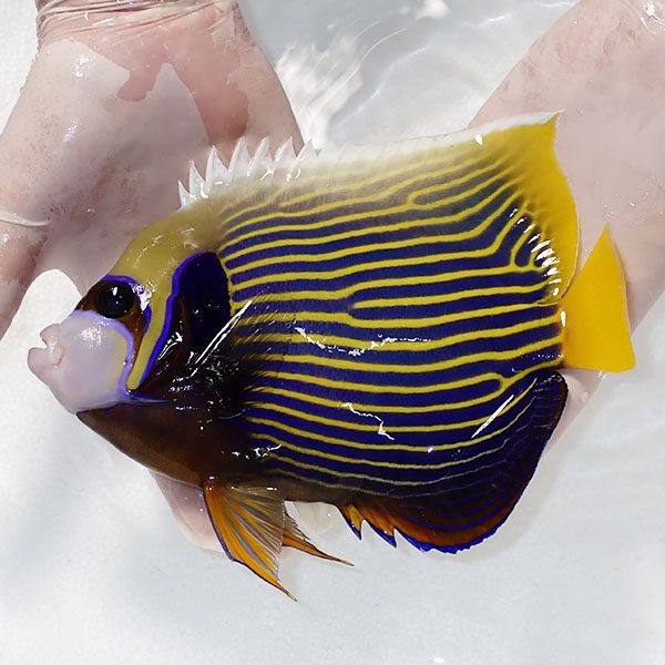 【現物2】粒エサOK タテジマキンチャクダイBIG 21cm±!海水魚 ヤッコ 15...