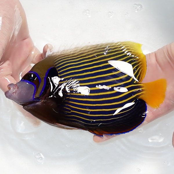 【現物3】タテジマキンチャクダイBIG 22cm±!海水魚 ヤッコ 15時までの...