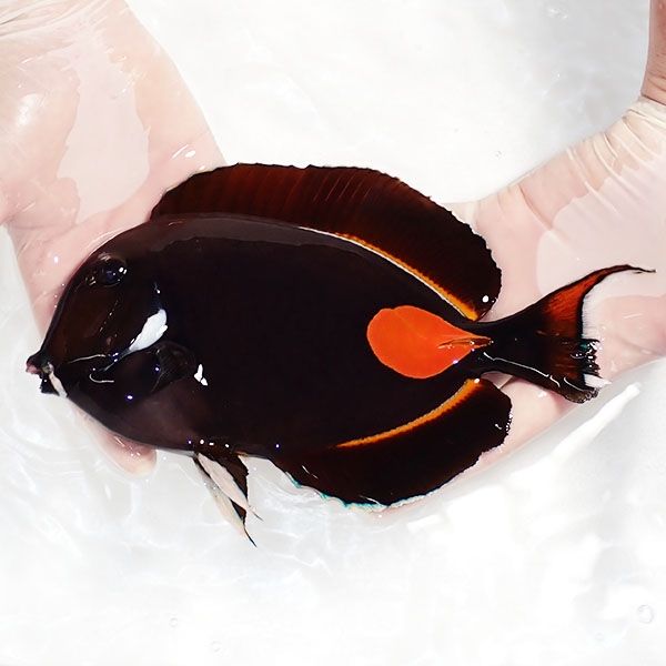 【現物1】粒エサOK 尾鰭欠けあり アキレスタン 22cm±! 海水魚 ハギ 15時...