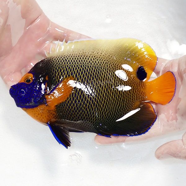 【現物4】 スレ有りアデヤッコ 成魚 20cm±! 海水魚 ヤッコ(t111(t207