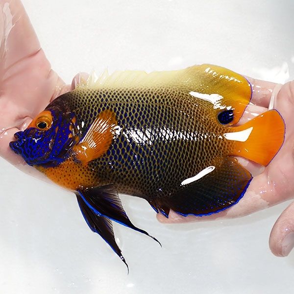 【現物6】粒エサOK スレ有り アデヤッコ 成魚 19cm±! 海水魚 ヤッコ(t11...