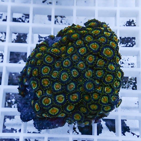 【サンゴ現物2】マメスナギンチャク !15時までのご注文で当日発送(t144