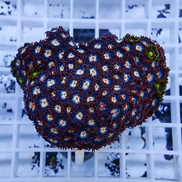 【サンゴ現物13】マメスナギンチャク !15時までのご注文で当日発送(t144