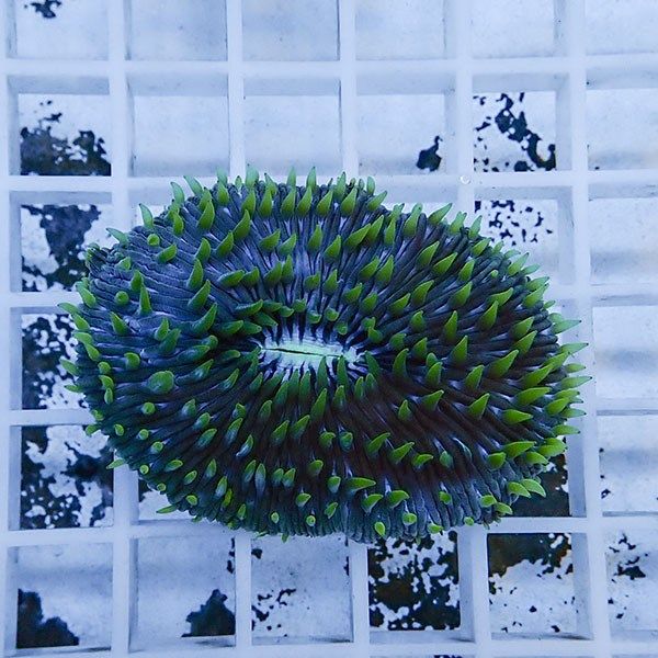 【サンゴ現物1】クサビライシ !15時までのご注文で当日発送 【サンゴ】(...