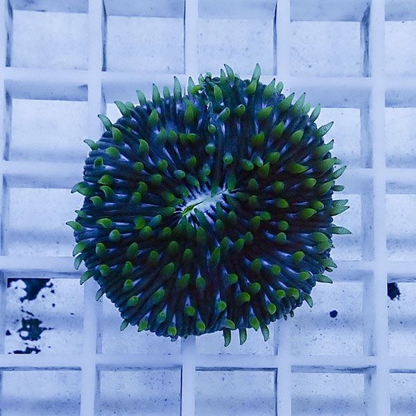 【サンゴ現物2】クサビライシ !15時までのご注文で当日発送 【サンゴ】(...