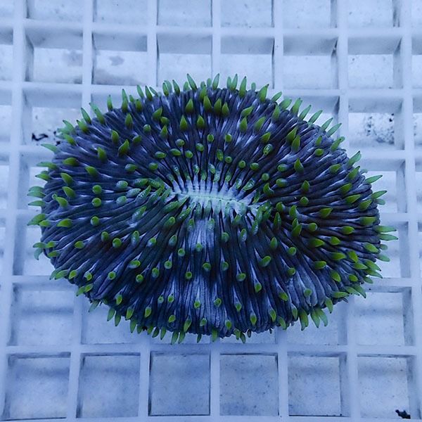 【サンゴ現物3】クサビライシ !15時までのご注文で当日発送 【サンゴ】(...