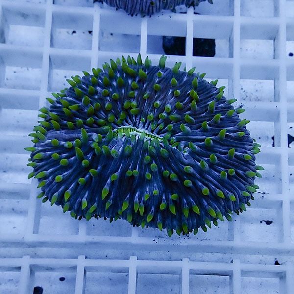 【サンゴ現物4】クサビライシ !15時までのご注文で当日発送 【サンゴ】(...