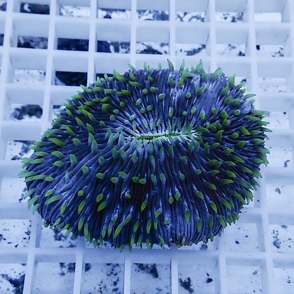 【サンゴ現物6】クサビライシ !15時までのご注文で当日発送 【サンゴ】(...