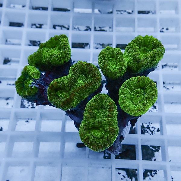 【サンゴ現物1】タバネサンゴ! 15時までのご注文で当日発送 【サンゴ】