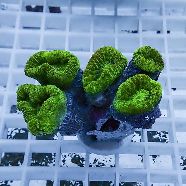 【サンゴ現物2】タバネサンゴ! 15時までのご注文で当日発送 【サンゴ】