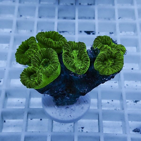 【サンゴ現物4】タバネサンゴ! 15時までのご注文で当日発送 【サンゴ】