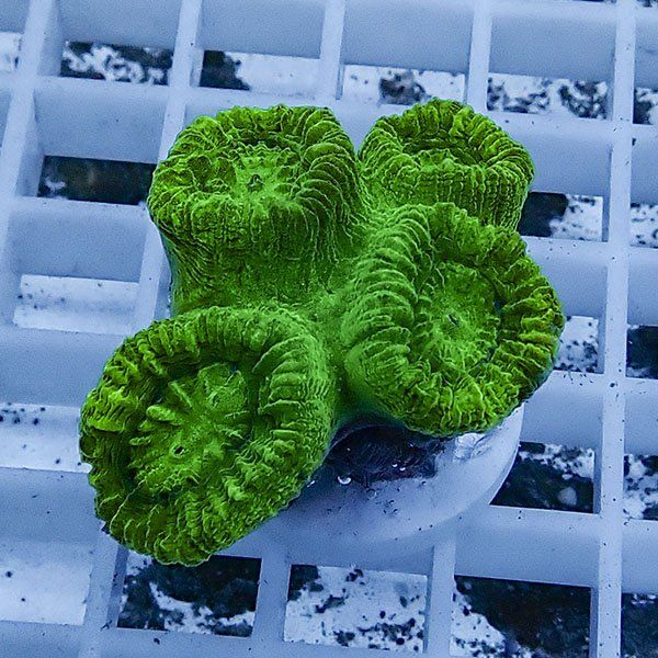 【サンゴ現物21】タバネサンゴ フラグ! 15時までのご注文で当日発送 【...