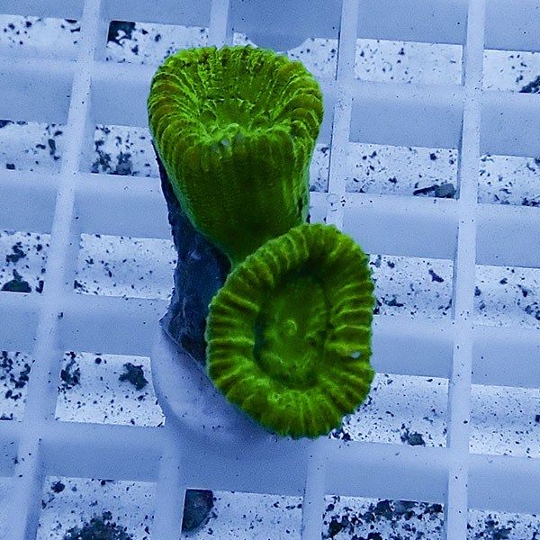 【サンゴ現物19】タバネサンゴ フラグ! 15時までのご注文で当日発送 【...