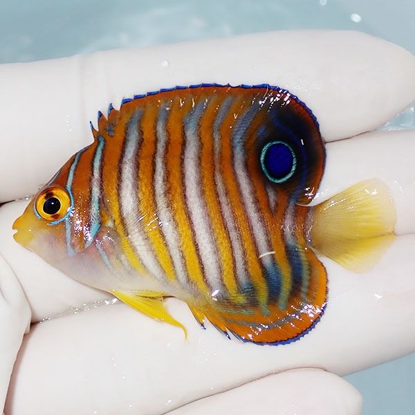 【現物1】ニシキヤッコ 5.5cm±!海水魚 ヤッコ15時までのご注文で当日発...