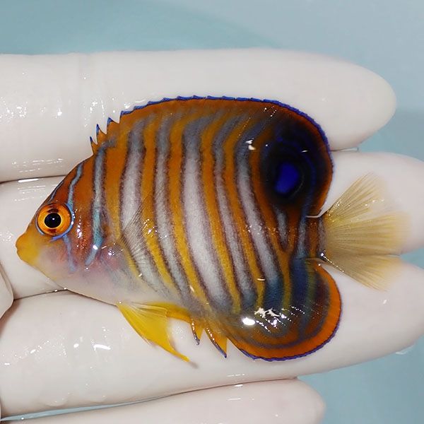 【現物2】ニシキヤッコ 6cm±!海水魚 ヤッコ15時までのご注文で当日発送(...