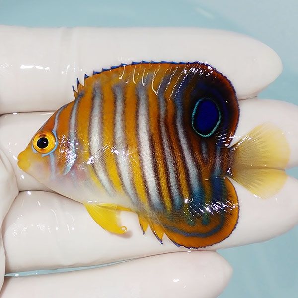 【現物3】ニシキヤッコ 6cm±!海水魚 ヤッコ15時までのご注文で当日発送(...