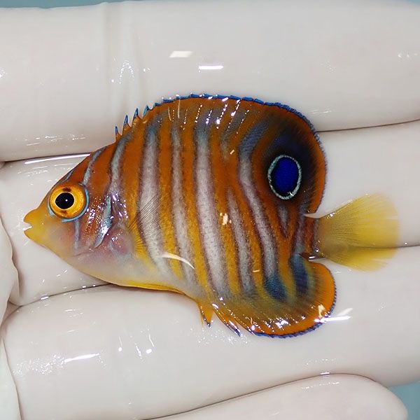 【現物4】ニシキヤッコ 4.7cm±!海水魚 ヤッコ15時までのご注文で当日発...