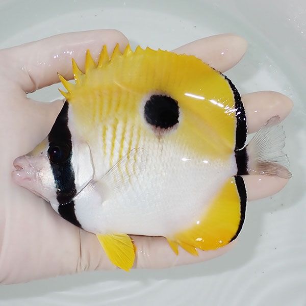 【現物1】イッテンチョウ 13cm±!海水魚 チョウチョウウオ 15時までのご...