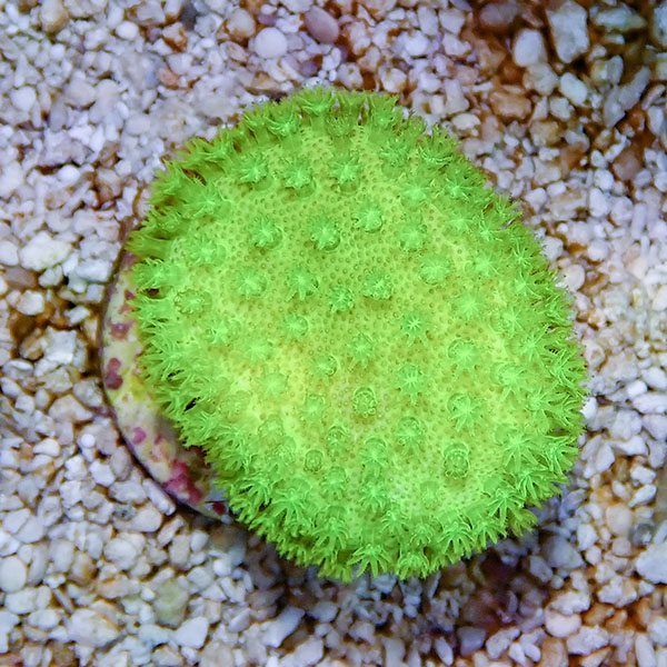 【サンゴ現物1】ウミキノコ メタリックグリーン 3-3cm!15時までのご注文...