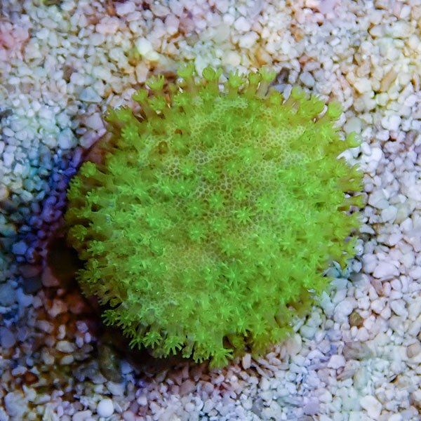 【サンゴ現物2】ウミキノコ メタリックグリーン 4-4cm!15時までのご注文...
