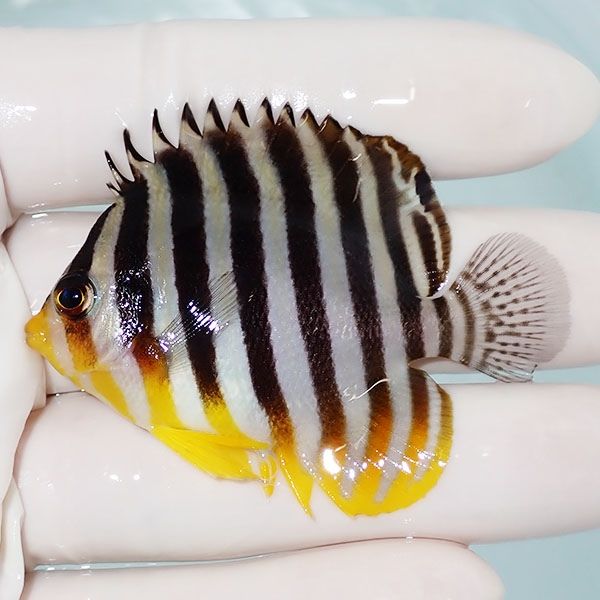 【現物25】シマヤッコ 6cm±! 海水魚 生体 15時までのご注文で当日発送(t...