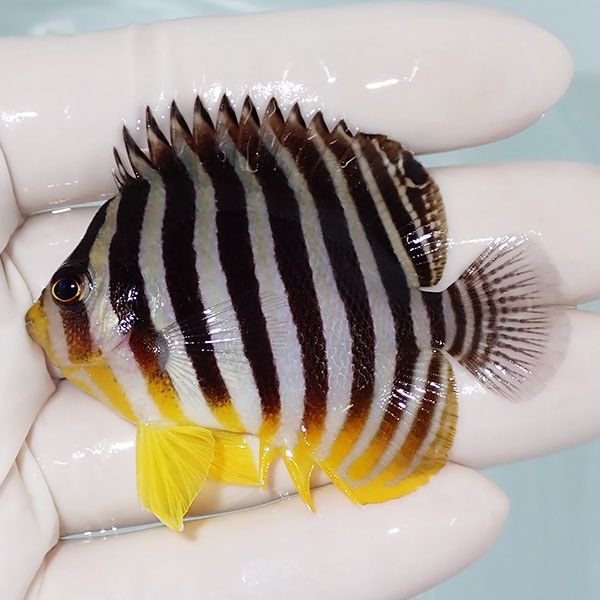 【現物26】シマヤッコ 6cm±! 海水魚 生体 15時までのご注文で当日発送(t...