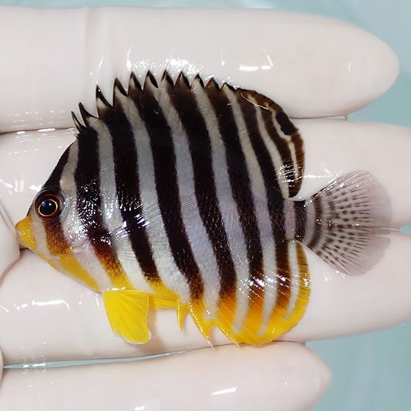 【現物27】シマヤッコ 6cm±! 海水魚 生体 15時までのご注文で当日発送(t...