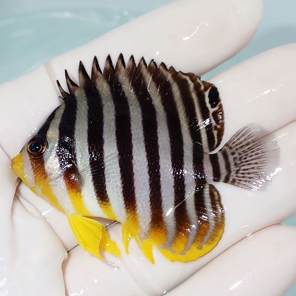【現物28】シマヤッコ 5.7cm±! 海水魚 生体 15時までのご注文で当日発送...