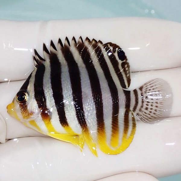 【現物29】シマヤッコ 5cm±! 海水魚 生体 15時までのご注文で当日発送(t...