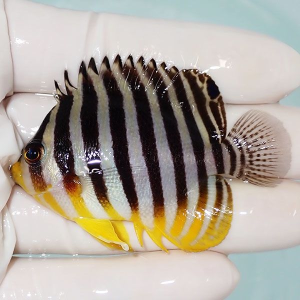 【現物30】シマヤッコ 6.2cm±! 海水魚 生体 15時までのご注文で当日発送...