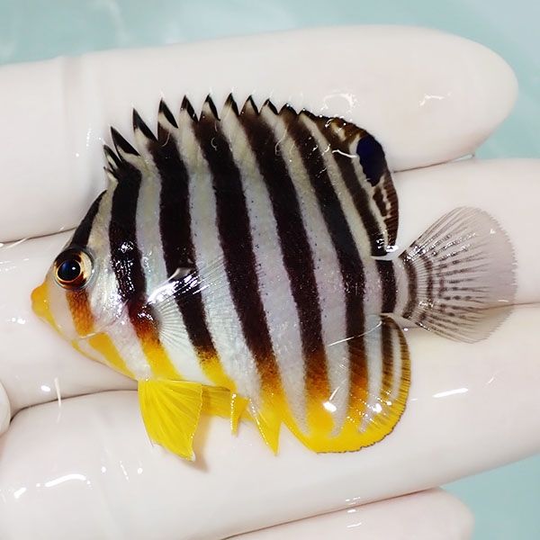 【現物31】シマヤッコ 5.2cm±! 海水魚 生体 15時までのご注文で当日発送...