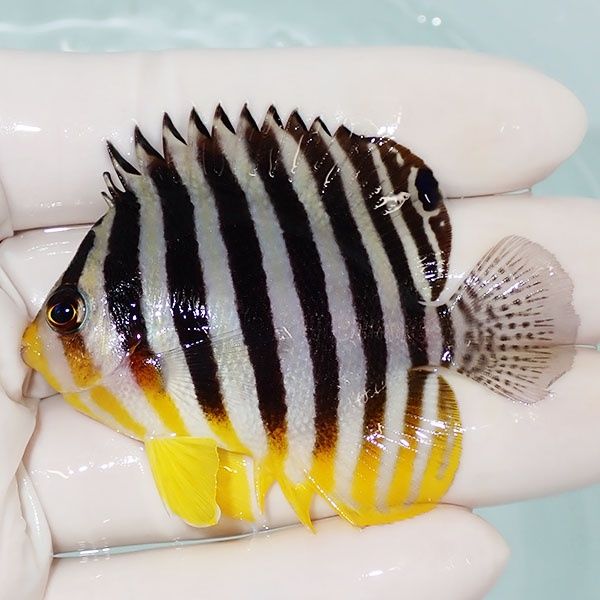 【現物32】シマヤッコ 6.5cm±! 海水魚 生体 15時までのご注文で当日発送...