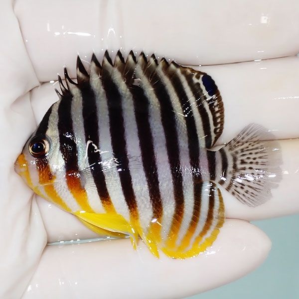 【現物33】シマヤッコ 6cm±! 海水魚 生体 15時までのご注文で当日発送(t...