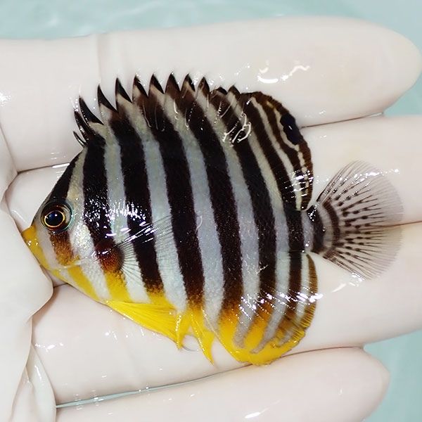 【現物34】シマヤッコ 6cm±! 海水魚 生体 15時までのご注文で当日発送(t...