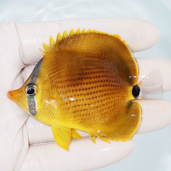 【現物】レモンチョウ 7.5cm±! 海水魚 チョウチョウウオ 15時までのご...