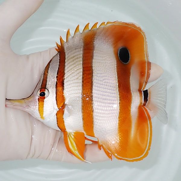 【現物】ハシナガチョウ 13.5cm±! 海水魚 チョウチョウウオ 15時までの...
