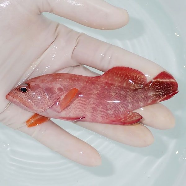 【現物3】ニジハタ 11.5cm± !ハタ 海水魚 生体 15時までのご注文で当日...
