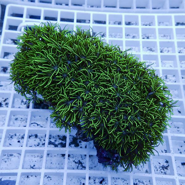 【サンゴ現物18】スターポリプ!15時までのご注文で当日発送 【サンゴ】(...