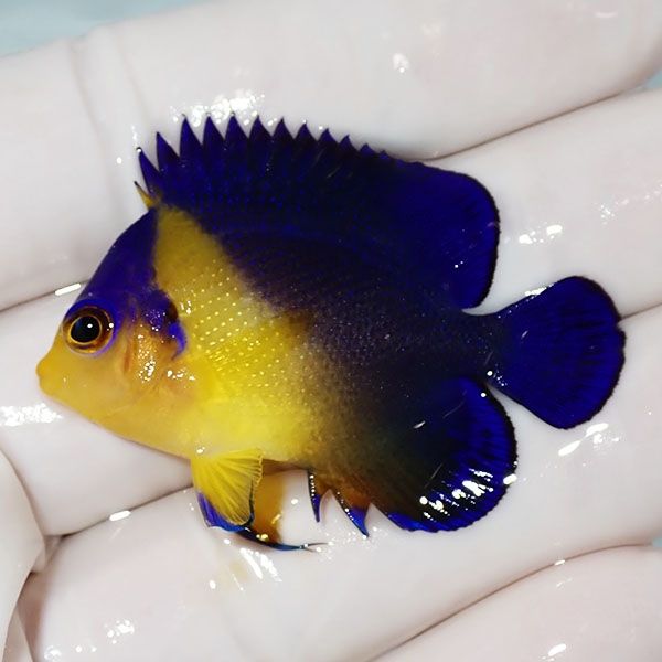 【現物7】スミレヤッコ 4.5cm±! 海水魚 ヤッコ 15時までのご注文で当日...