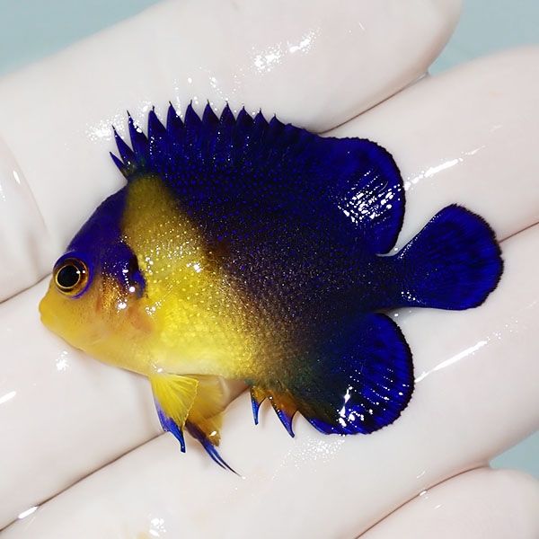 【現物9】スミレヤッコ 4.3cm±! 海水魚 ヤッコ 15時までのご注文で当日...