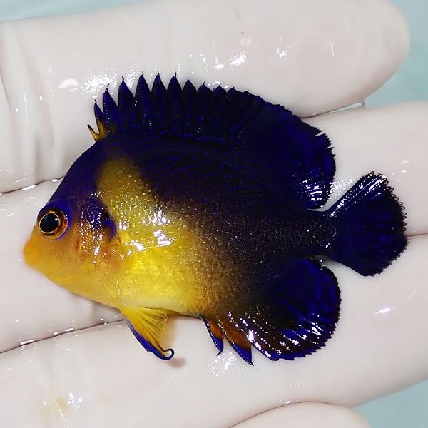 【現物8】鰭スレ スミレヤッコ 4.5cm±! 海水魚 ヤッコ 15時までのご注文...