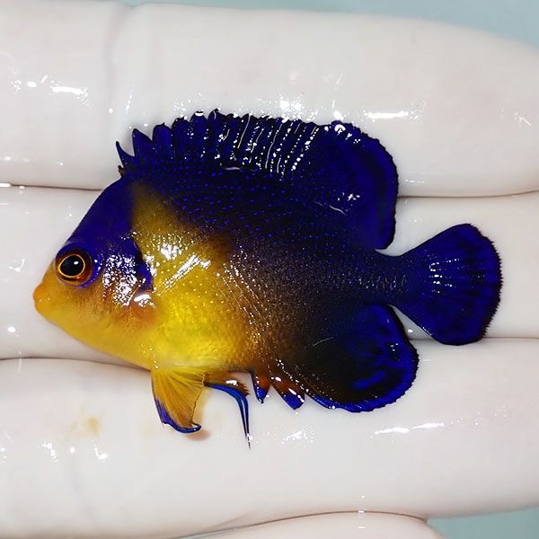 【現物17】スミレヤッコ 4.5cm±! 海水魚 ヤッコ 15時までのご注文で当日...