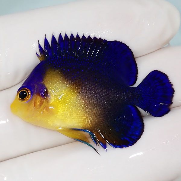 【現物3】スミレヤッコ 4cm±! 海水魚 ヤッコ 15時までのご注文で当日発...