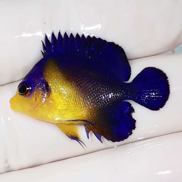 【現物4】スミレヤッコ 3.2cm±! 海水魚 ヤッコ 15時までのご注文で当日...
