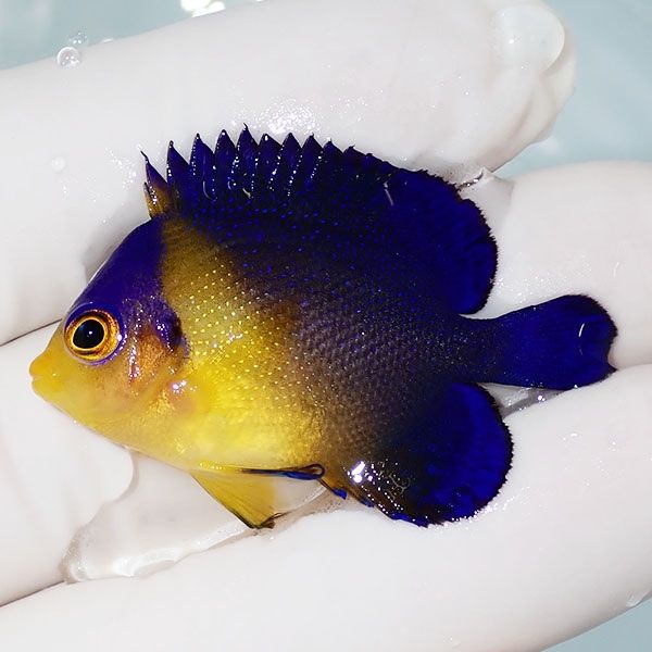 【現物1】スミレヤッコ 4.2cm±! 海水魚 ヤッコ 15時までのご注文で当日...