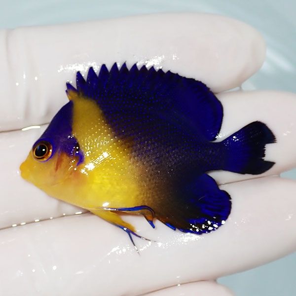 【現物5】尾びれ欠けスミレヤッコ 4.5cm±! 海水魚 ヤッコ 15時までのご...