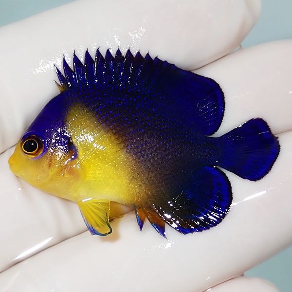 【現物6】スミレヤッコ 4.3cm±! 海水魚 ヤッコ 15時までのご注文で当日...