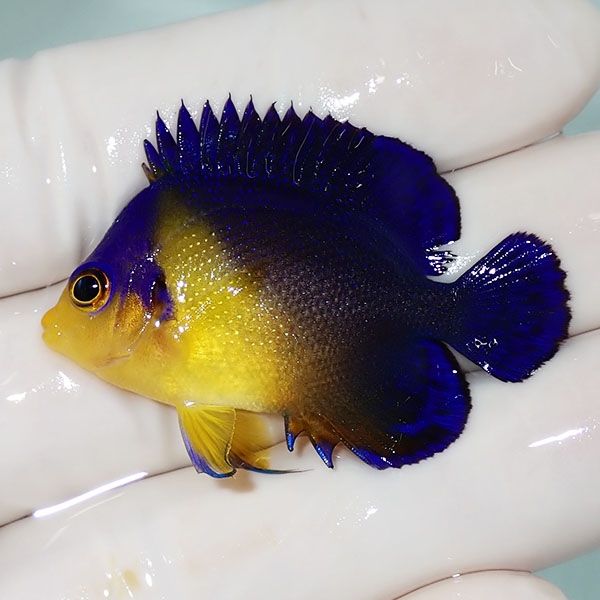 【現物13】スミレヤッコ 4.2cm±! 海水魚 ヤッコ 15時までのご注文で当日...