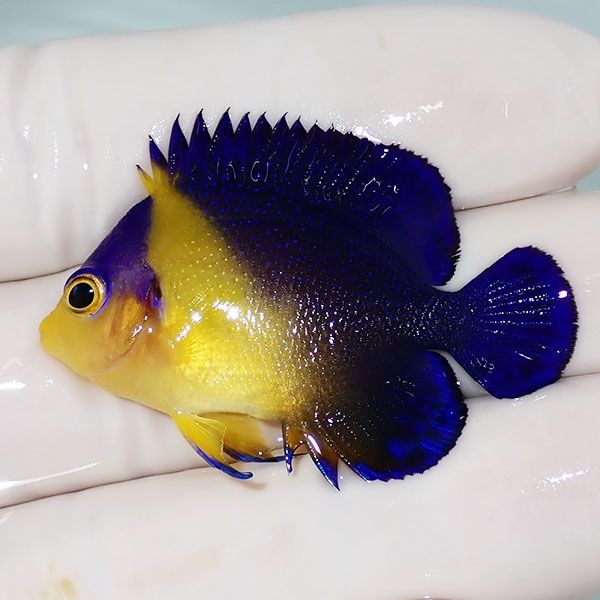 【現物14】スミレヤッコ 4.2cm±! 海水魚 ヤッコ 15時までのご注文で当日...