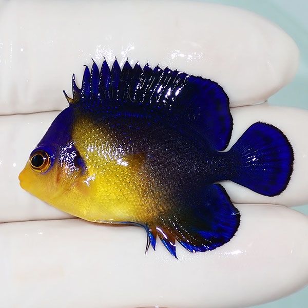 【現物15】スミレヤッコ 4.5cm±! 海水魚 ヤッコ 15時までのご注文で当日...